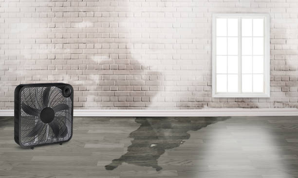 Best Water damage restoration near me  in Talluh, LA